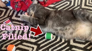 Cat plays with catnip toy