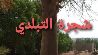 شجرة التبلدي  .. موطنها و فوائد ثمارها