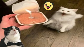 Try Not To Laugh 🤣 New Funny Cats Video 😹 - Cat Mewmew #23