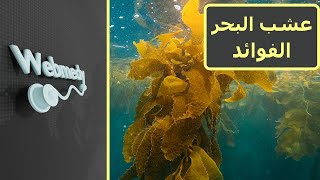 عشب البحر: كنز مخفي تحت الماء | أهم 7 فوائد صحية لعشب البحر