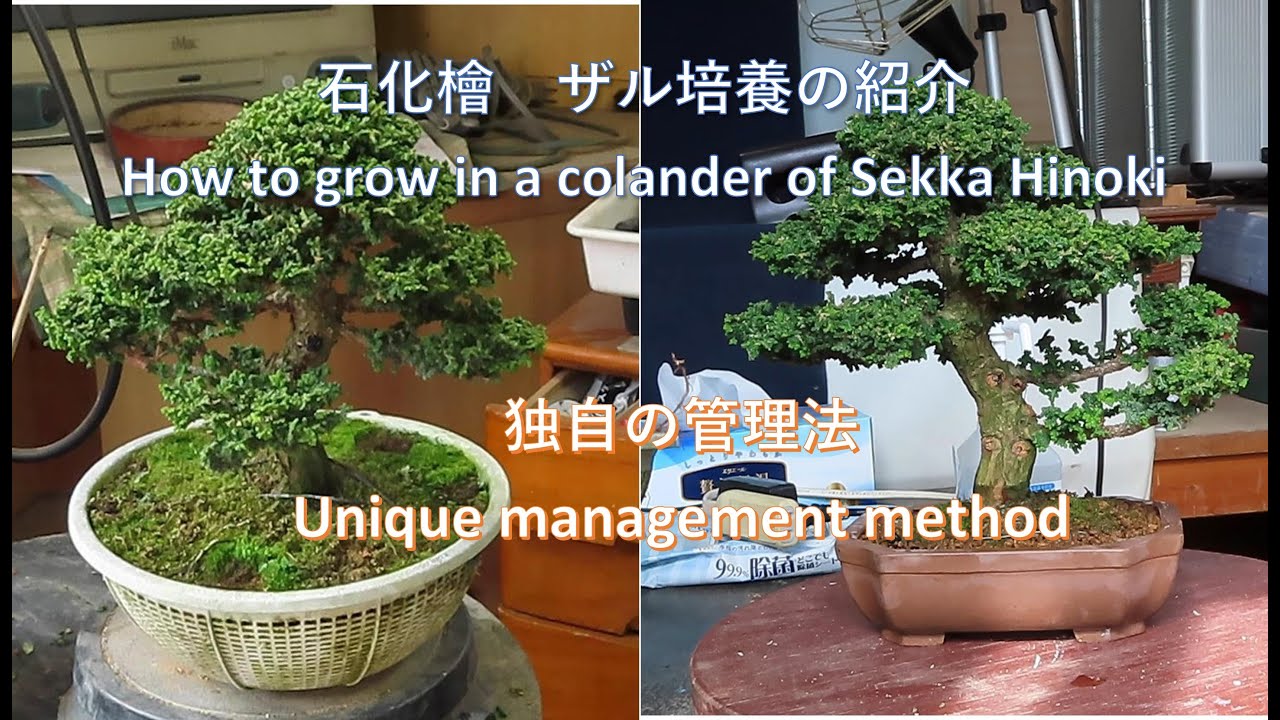 今日も盆栽日和 石化檜 #11 ザル培養法の紹介