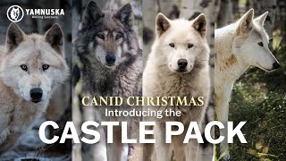 MEET THE CASTLE PACK! Canid Christmas at Yamnuska Wolfdog Sanctuary by Yamnuska Wolfdog Sanctuary 562 views 1 year ago 3 minutes, 1 second