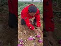 Interesting onion harvest techniques satisfying shorts.