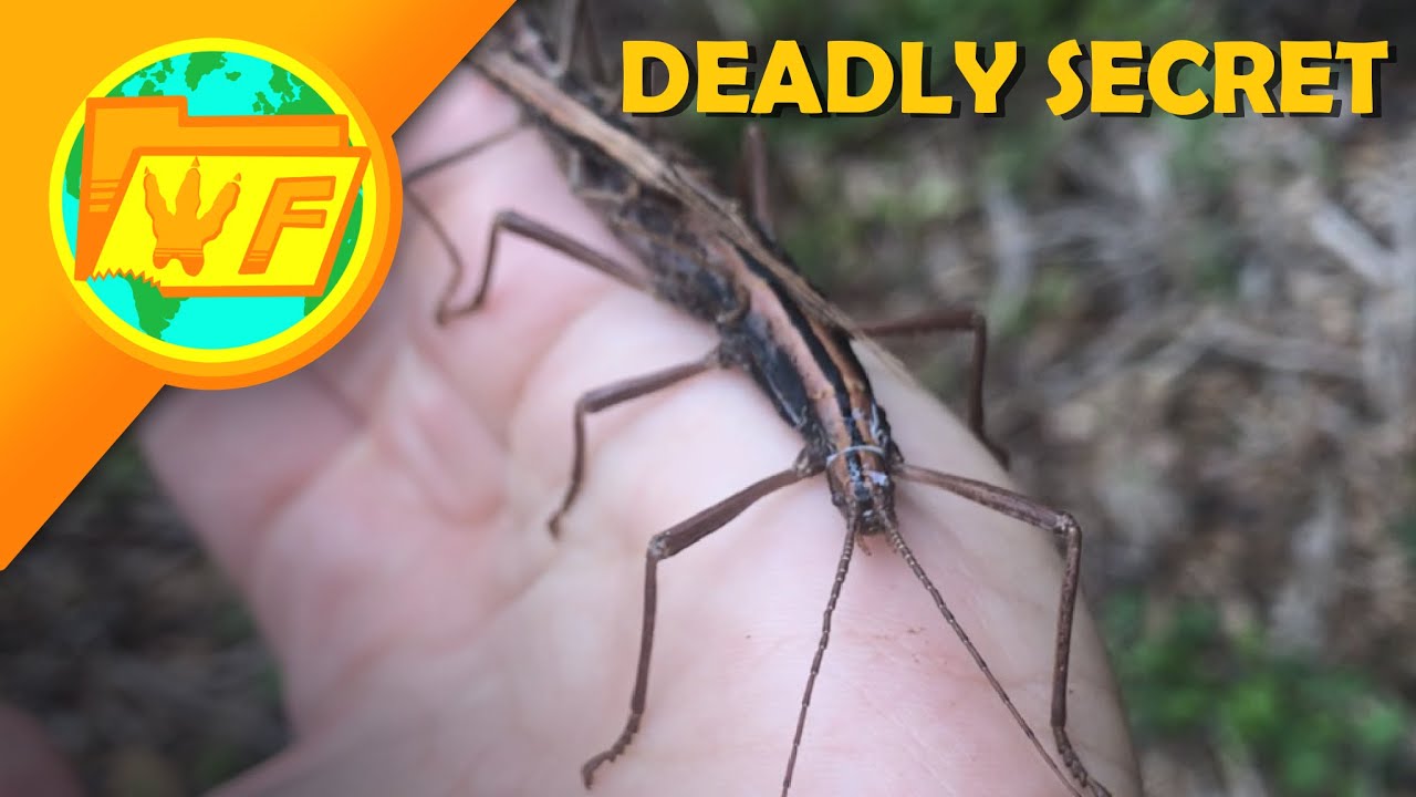 Why is this Walking Stick So DANGEROUS?--- Two-Striped Walkingstick -  YouTube