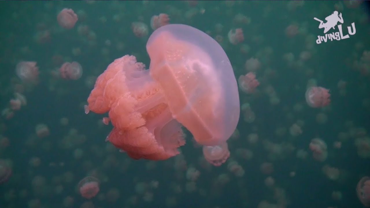 divingLu: Palau - Rock Islands - Jellyfish Lake