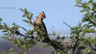Red Faced Mousebird
