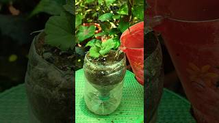 diy plastic bottle in a garden decor 🌱🪴👍🏡 #plant #diy garden #plastic bottle