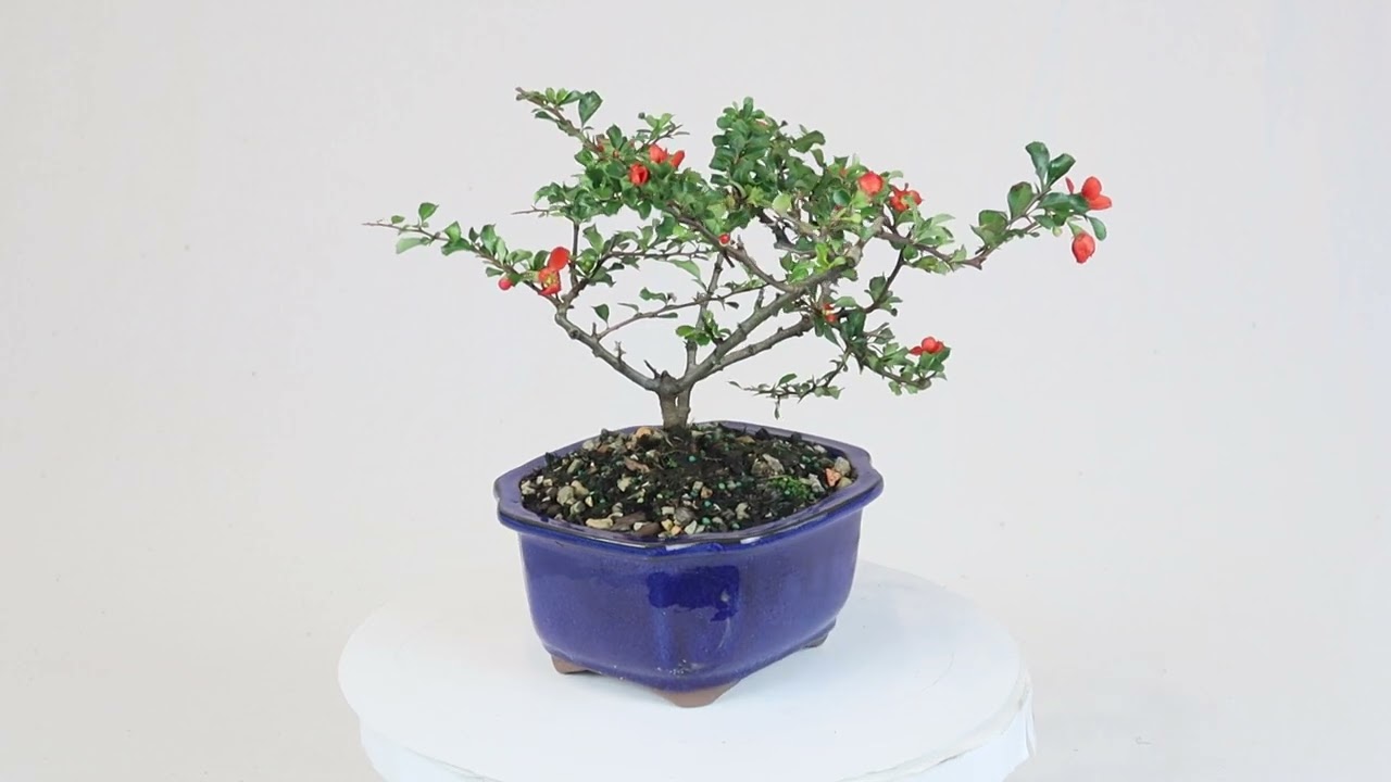 Red Chojubai Quince - DT9422RCQ - Brussel's Bonsai