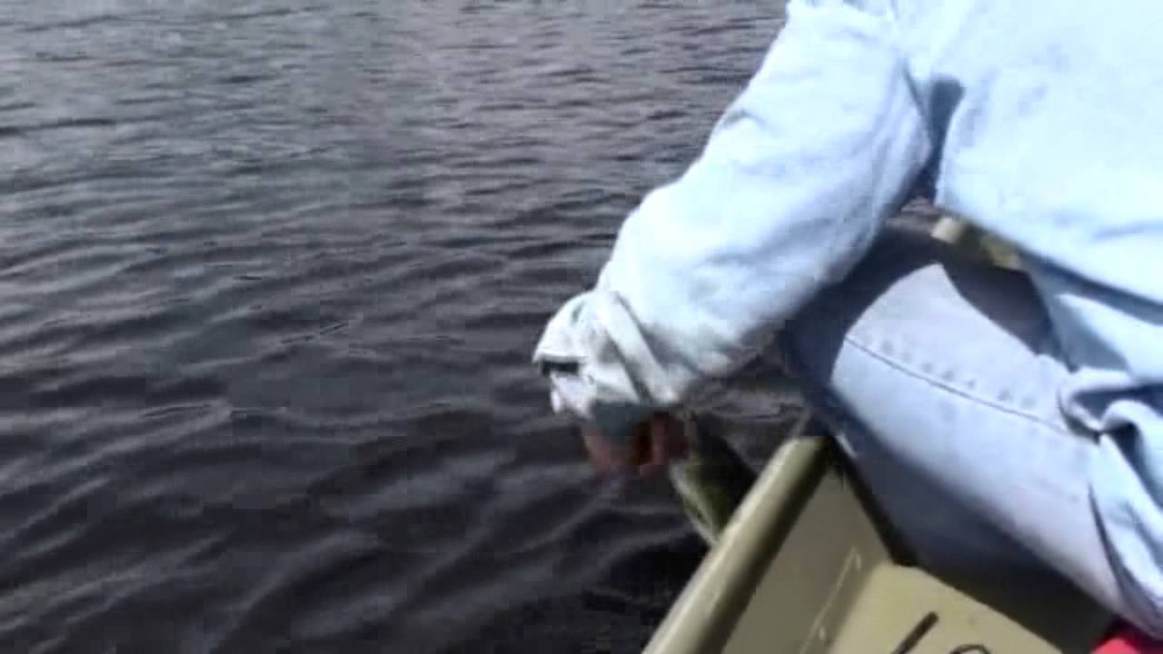 Largemouth at Peconic Lake-Freshwater Fish Long Island
