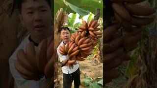 Beautiful Nature wonderful fruit 272 |#satisfying#viralvideo#nature#fruit#farming#viral
