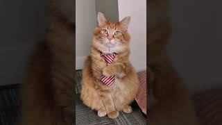 I think that was a yes  His first tie || walter.the.catt official #cat #animals