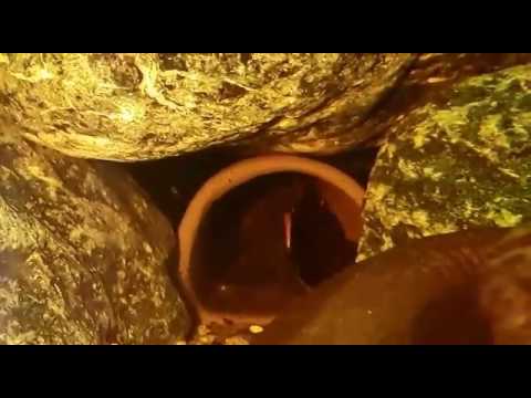 Video L600 pleco breeding - youtube