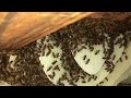 Can Honey Bees Really Do All This In 3 Days?