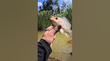 MANCING IKAN NILA BABON KALSEL  #fishing #mancing #mancingmantap #mancingikannila