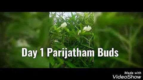 Parijatham - Garden Blooms - Buds to Flowers and Parijatham Plant Positivity