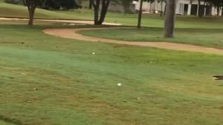 Bird bounces golf ball on the cart path!