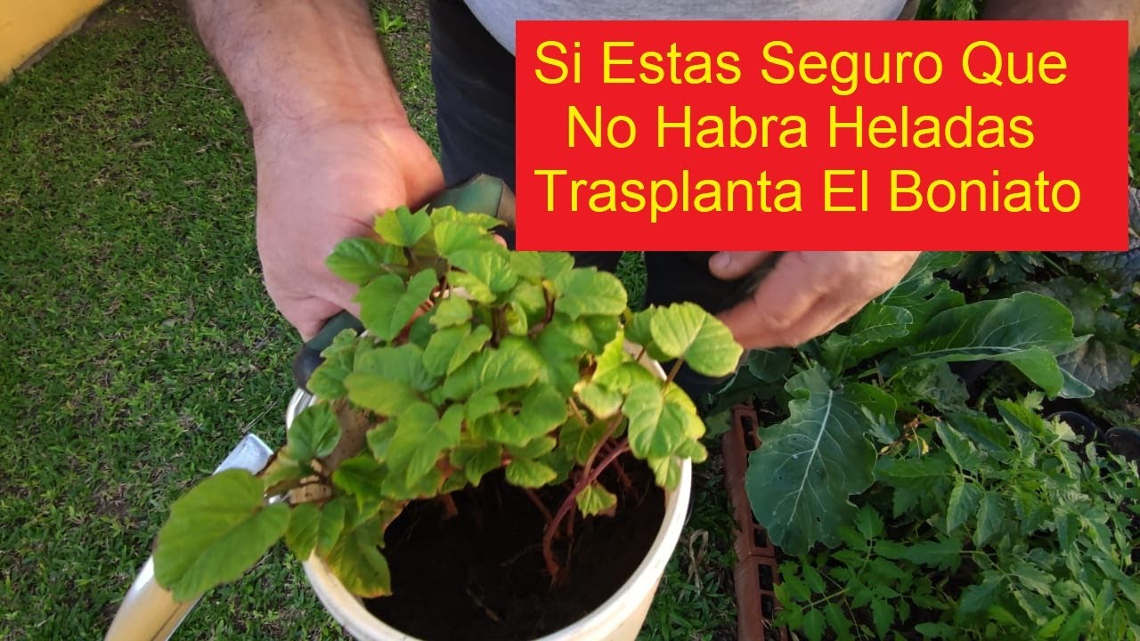 HOY TRASPLANTAMOS EL BONIATO