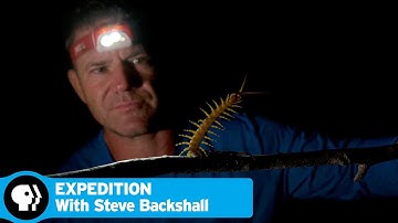 Expedition with Steve Backshall | Episode 3 Preview | PBS