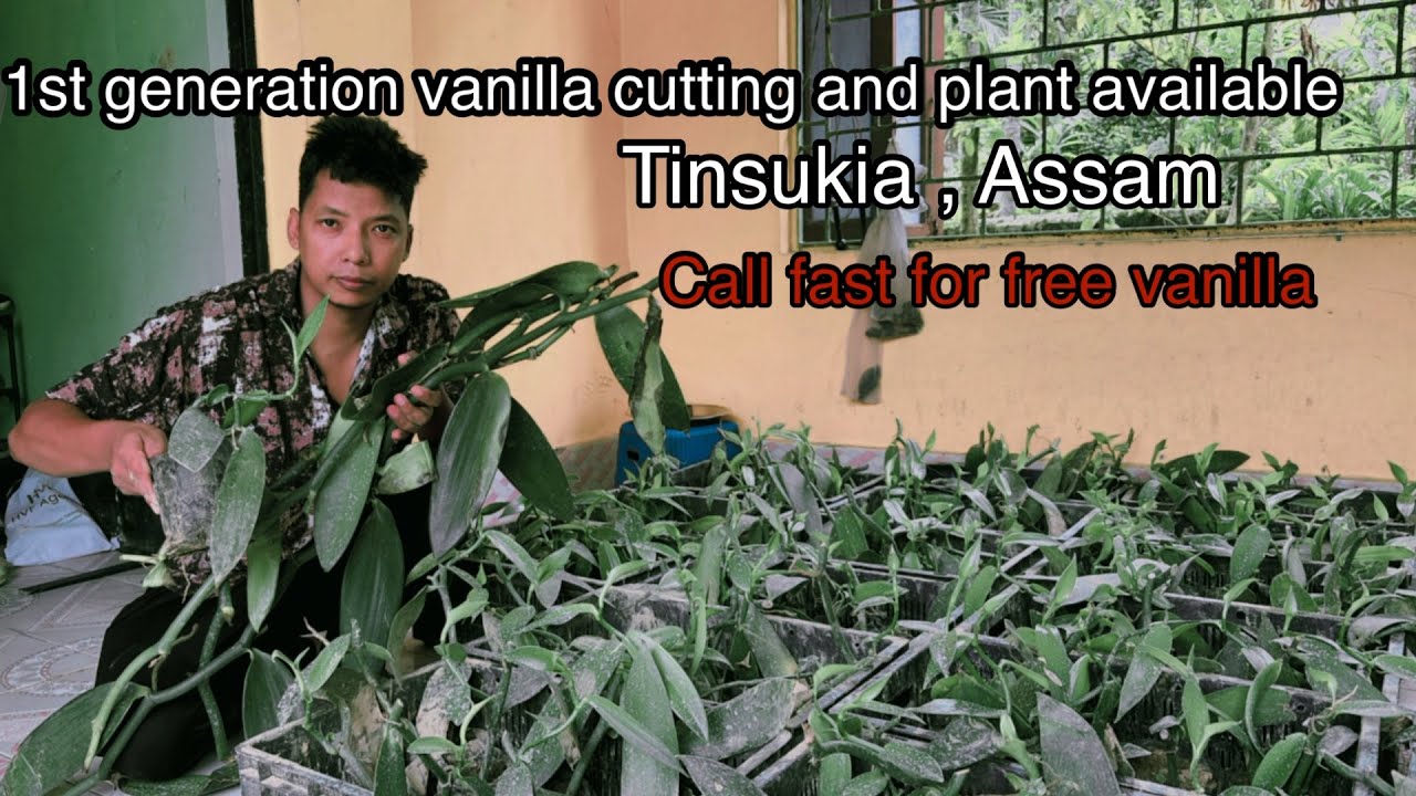 vanilla F1 variety cutting and plant available / Tinsukia / Assam