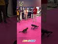 cat VS Robocat