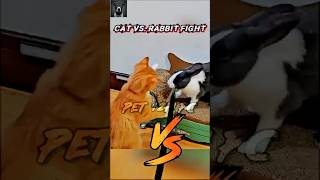 Cat Vs. Rabbit Fight