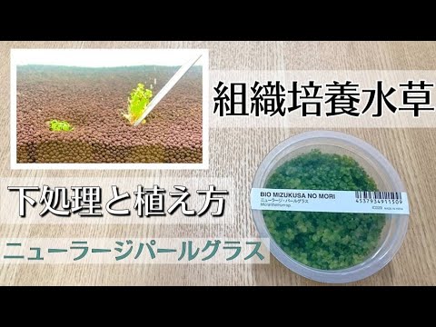 【組織培養株】ニューラージパールグラス30個セット 組織培養株】ニューラージパールグラス30個セット Amazon.co.jp