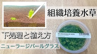 植栽実践！】ニューラージパールグラスの植え方とポイント - YouTube