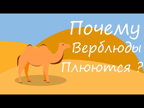 Почему верблюд плюется? Зачем он это делает?