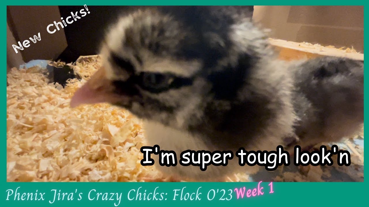 New Baby Chicks Love My Phone YouTube