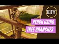 DIY perch setup using natural tree branches - BUILD