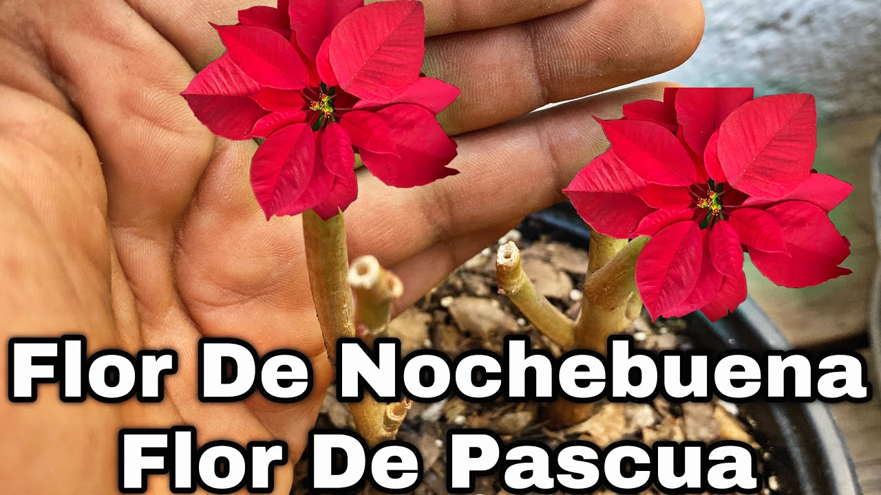 QUÉ HACER DESPUÉS DE LA FLORACIÓN DE NOCHEBUENA O FLOR DE PASCUA -  Euphorbia pulcherrima - YouTube