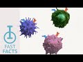 IOU Youtube How Do CCR2 And CCR5 Promote Immunosuppression IOU Youtube How Do CCR2 And CCR5 Promote Immunosuppression