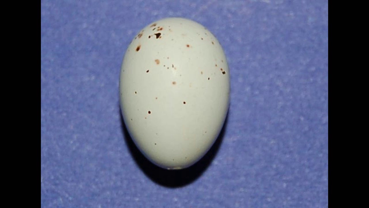 Nidos de aves con forma de taza Argentina Parte 12 Cabecitanegra