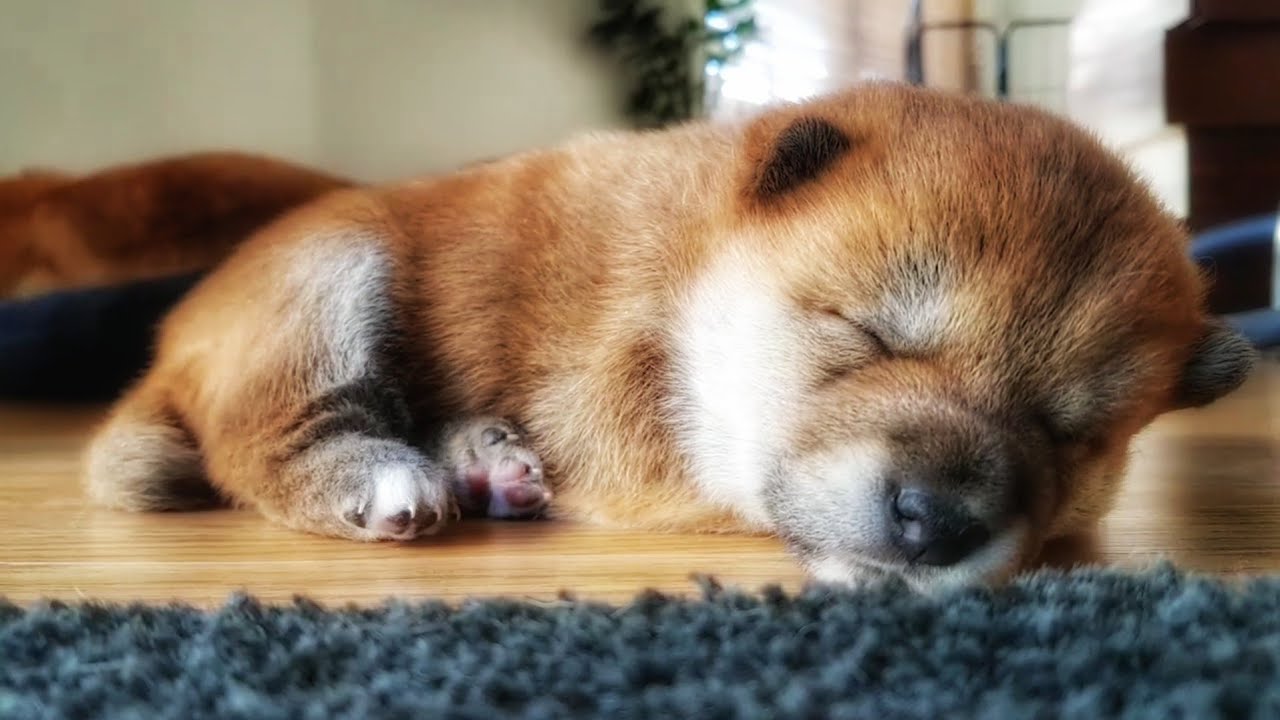 shiba inu cute puppy