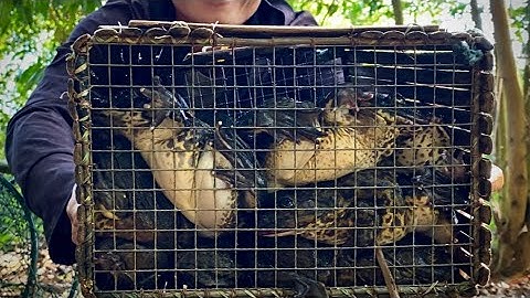 Đặt Bằng Cái L Nầy Để Săn Ếch Khổng Lồ Ở Đầm Dính Đầy Rọng 🥶 giant frog in the lagoon