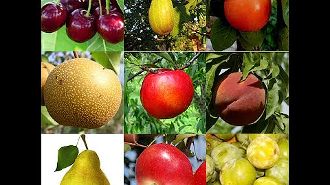 Quels sont les arbres fruitiers à noyaux ?