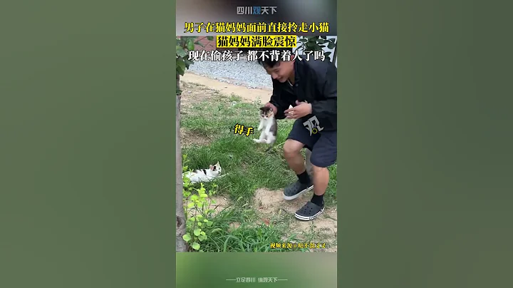 我孩子呢？男子在猫妈妈面前直接拎走小猫，猫妈妈满脸震惊！ - 天天要闻