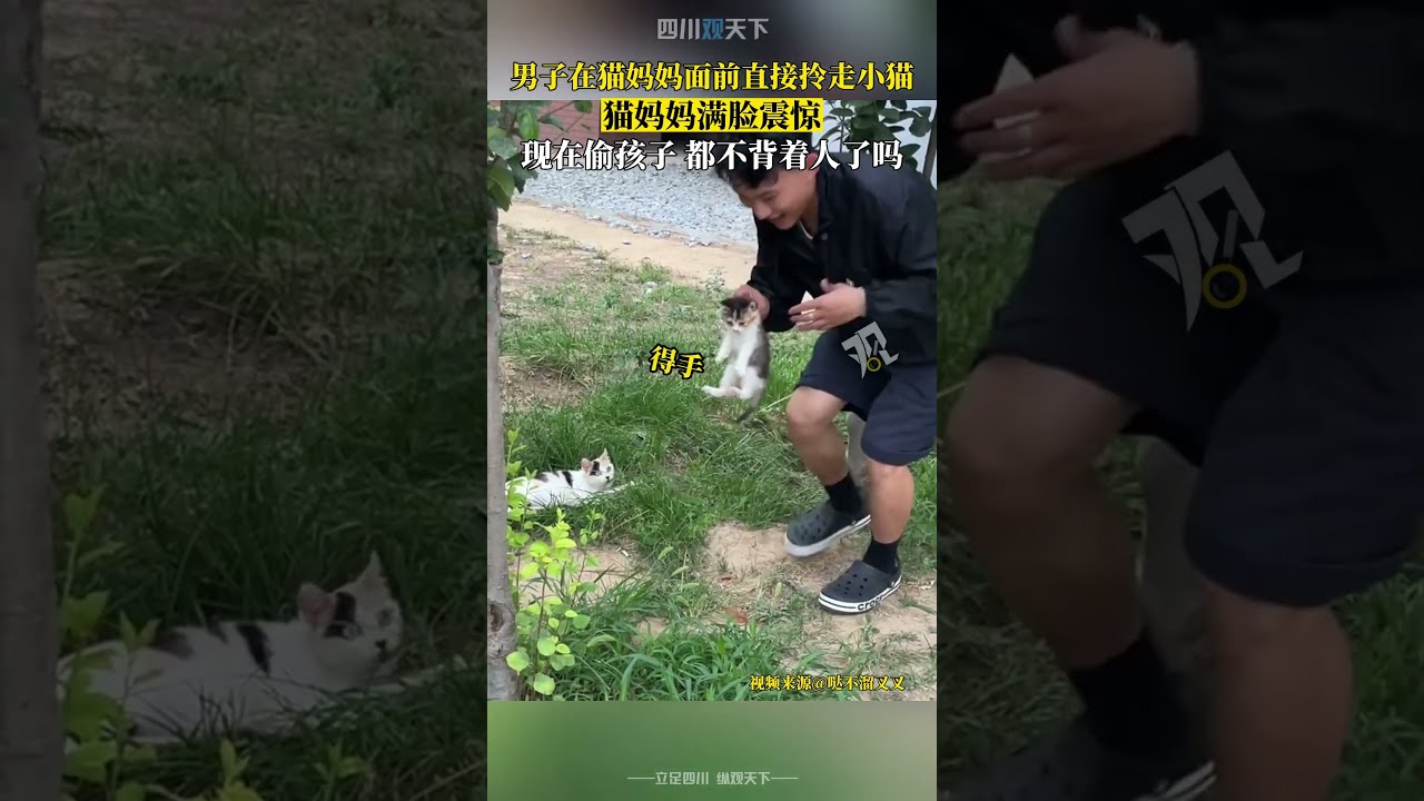 猫爸带路找猫妈妈，黑暗的地下车库出现惊人一幕！