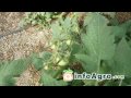Cultivo del tomate. 1Âª parte