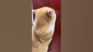 Must-Have Catnip Toys for Happy & Active Cats! #cat