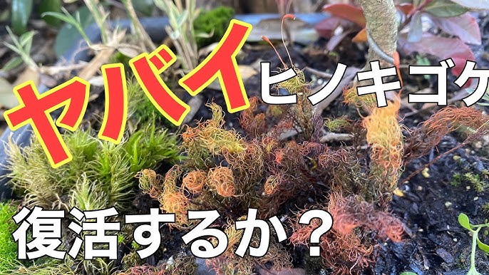 Vlog ヒノキゴケの育て方 その後は Youtube Vlog ヒノキゴケの育て方 その後は Youtube