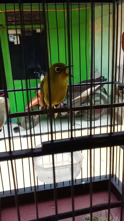 Pleci full nembak wikwik.gaya geterrr