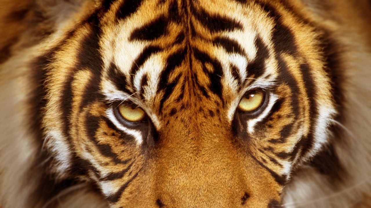 Membahas Harimau Sumatera dan Kenapa Dipanggil Datuk YouTube
