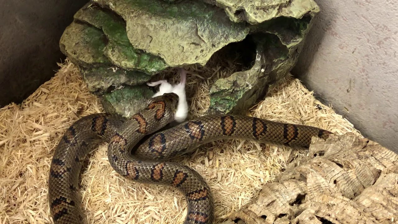 View of Mexican King Snake feeding - YouTube