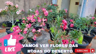 Vamos Ver Flores das Rosas do Deserto #2