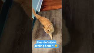 ? He SCREAMS to greet me | Parker the Cat