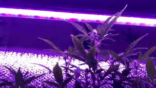 Daily grow journal!! @gorillagrowtent