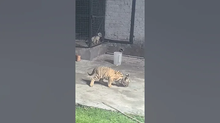 Watch the video about Bengal tiger and lion cub ♥️ #foryou #tiger #indian #bangladesh #animals #zoo #lion #viral #leopard
