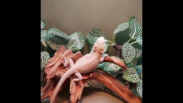 The Arcadia Pro T5 UVB kit for Blizzard - Bearded Dragon - Beardie 💡💡💡