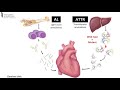 Cardiac Amyloidosis Interpretation Best Practices